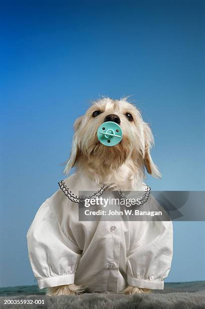 dog wearing shirt with pacifier in mouth - pacifier stock pictures, royalty-free photos & images