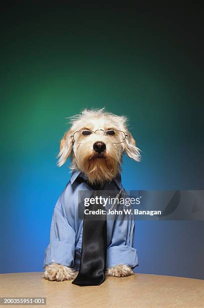 dog wearing tie and glasses - bien vestido fotografías e imágenes de stock