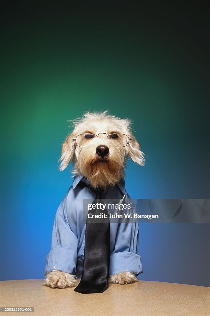 Dog wearing tie and glasses