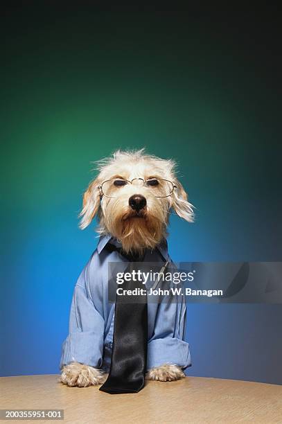 dog wearing tie and glasses - well dressed dog stock pictures, royalty-free photos & images