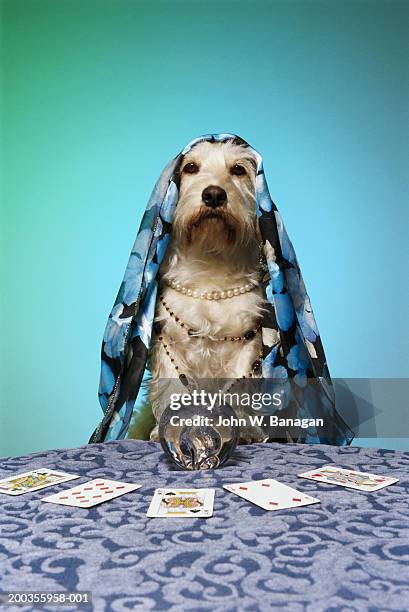 dog dressed as fortune teller, at table with crystal ball - vidente fotografías e imágenes de stock