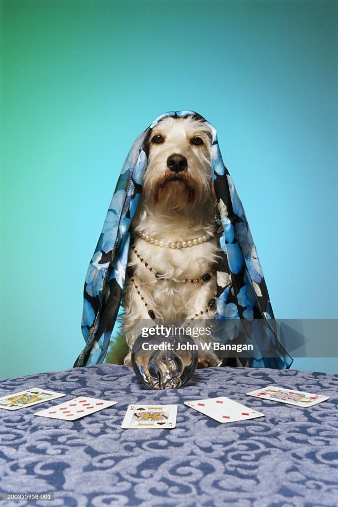 Dog dressed as fortune teller, at table with crystal ball