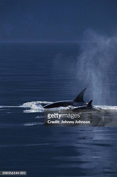 killer whale (orcinus orca) and calf side by side - dorsal fin stock pictures, royalty-free photos & images