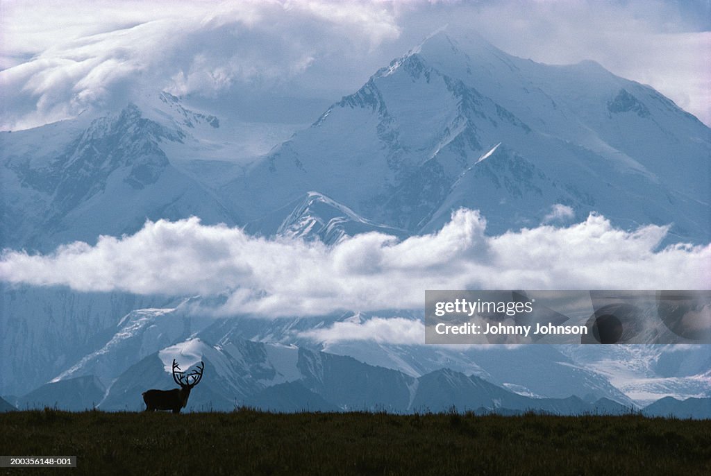 USA, Alaska, porcupine caribou bull beside Mt. McKinley