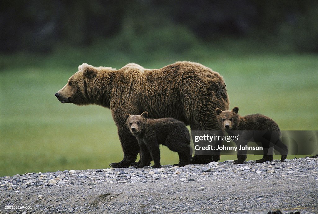 Brown bear (Ursus arctos) and two cubs side by side, spring
