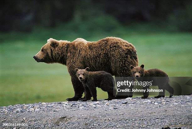 brown bear (ursus arctos) and two cubs side by side, spring - braunbär stock-fotos und bilder