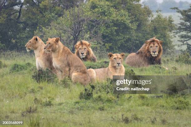 pride of lions in the masai mara, kenya - troep leeuwen stockfoto's en -beelden