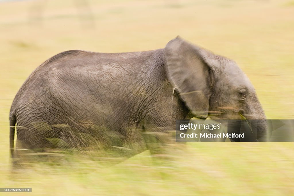 African elephant (Loxodonta africana) (blurred motion)