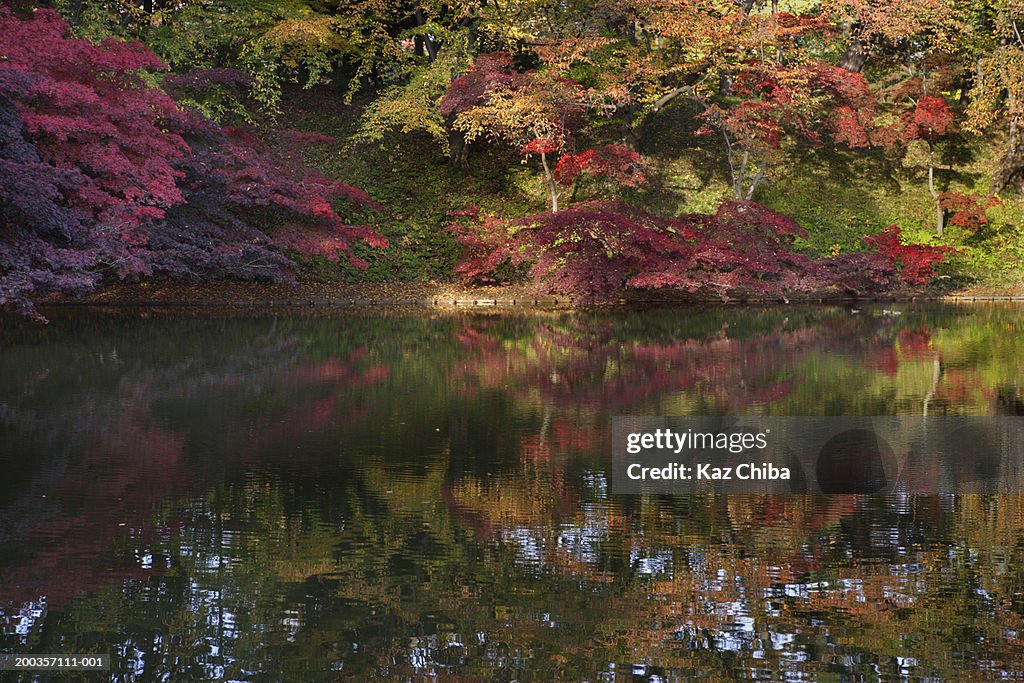 Lakeside and trees, autumn