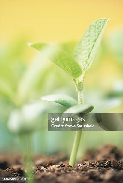 soybean sprouts, close-up - soya bean sprout stock pictures, royalty-free photos & images
