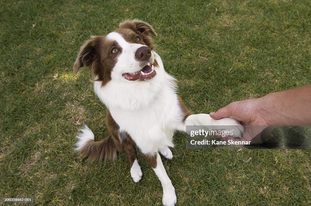Man holding paw of border collie, elevated view