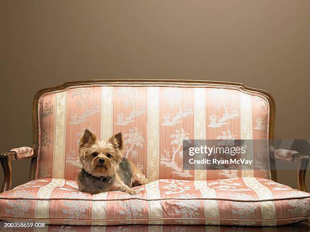 dog lying on love seat - loveseat fotografías e imágenes de stock