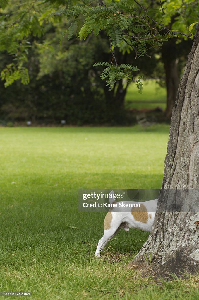 Jack russell terrier behind tree trunk
