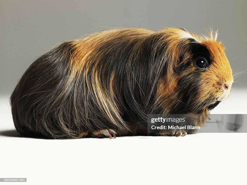 Long haired ginger, black and white guinea pig