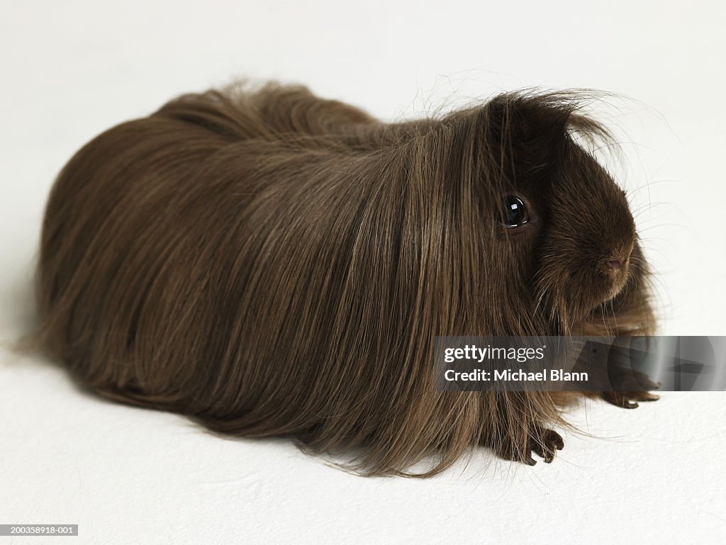 Guinea Pigs Long Haired Brown Long Haired Guinea Pig High-Res Stock Photo - Getty Images