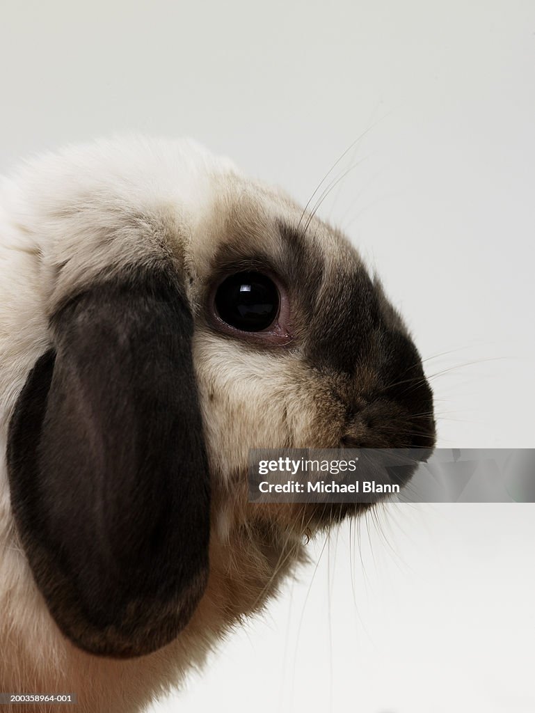 Rabbit, close-up, side view