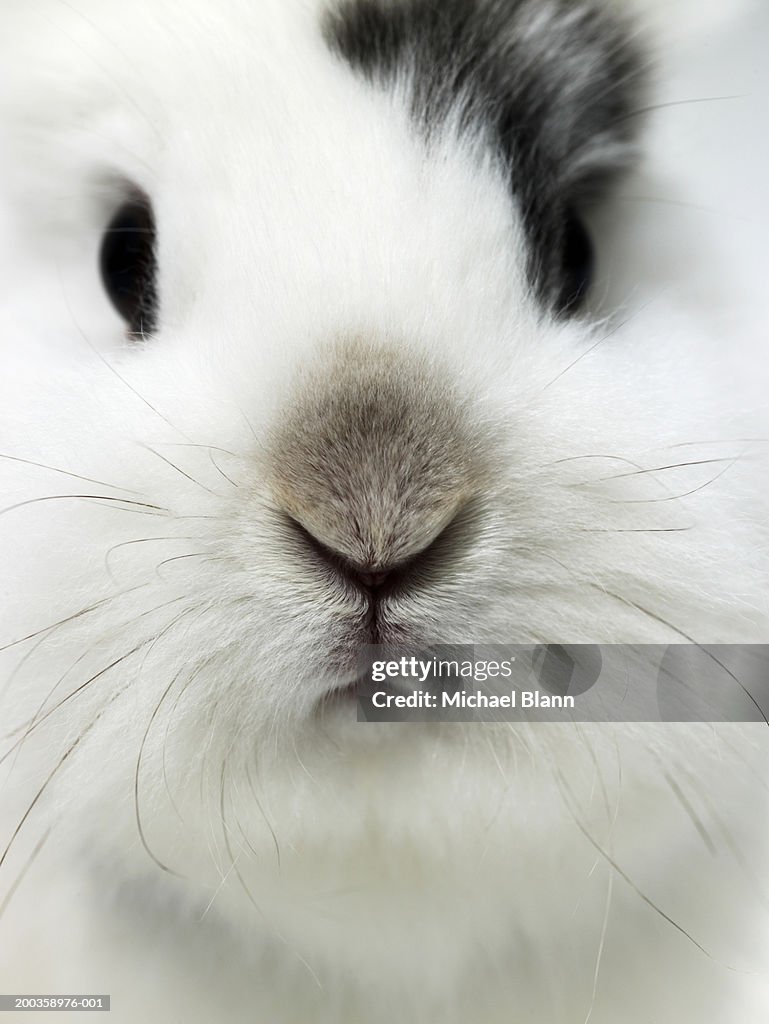 Rabbit, close-up