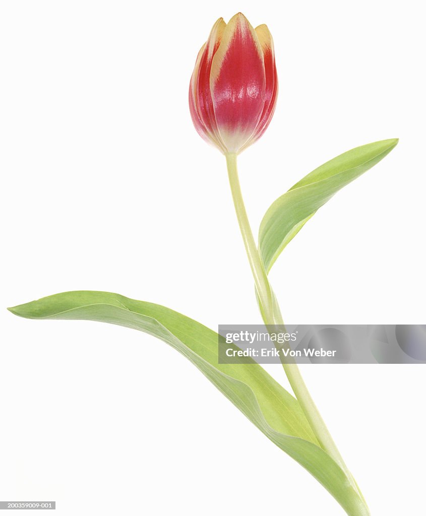 Pink tulip (Tulipa sp), close-up