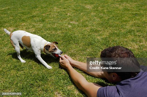 man playing with jack russell terrier, elevated view - jack russell terrier stock pictures, royalty-free photos & images