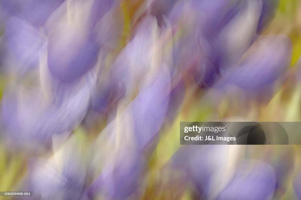 Wild lupine (Lupinus perennis) (blurred motion)