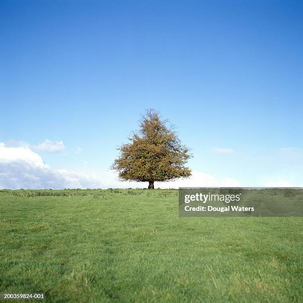 lime tree (tilia sp.) on hill, low angle view - gestalt stock pictures, royalty-free photos & images