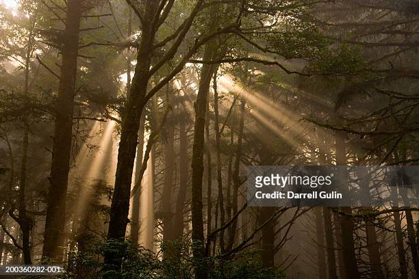 usa, oregon, florence, sitka spruce trees, fog and sunlight, sunrise - sitkafichte stock-fotos und bilder