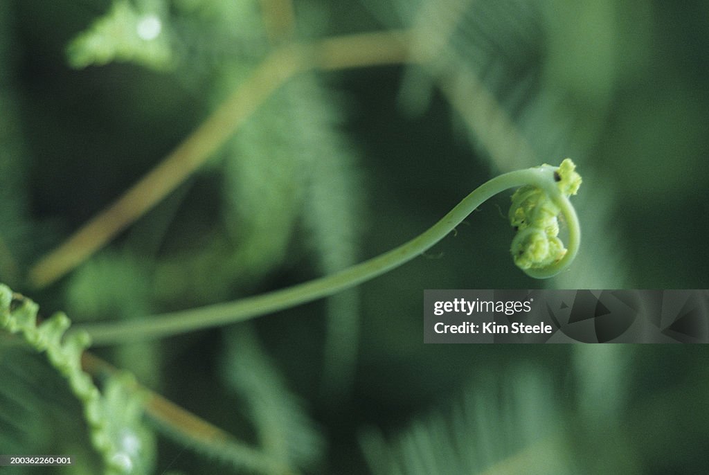 Tiger ferns unfolding, close-up