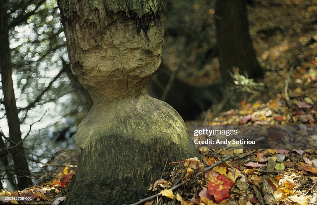 Beaver damaged tree in forest in fall, Ontario, Canada