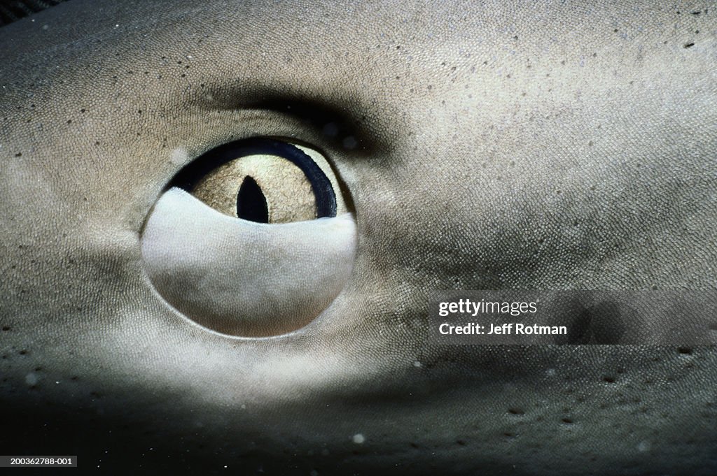 Caribbean reef shark (Carcharhinus perezi), close-up of eye