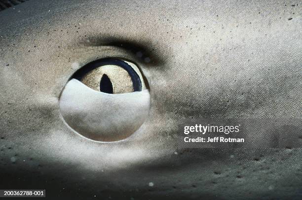 caribbean reef shark (carcharhinus perezi), close-up of eye - caribbean reef shark imagens e fotografias de stock