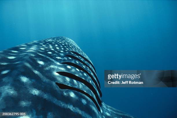 whale shark (rhincodon typus), close-up of gills - gill stock pictures, royalty-free photos & images
