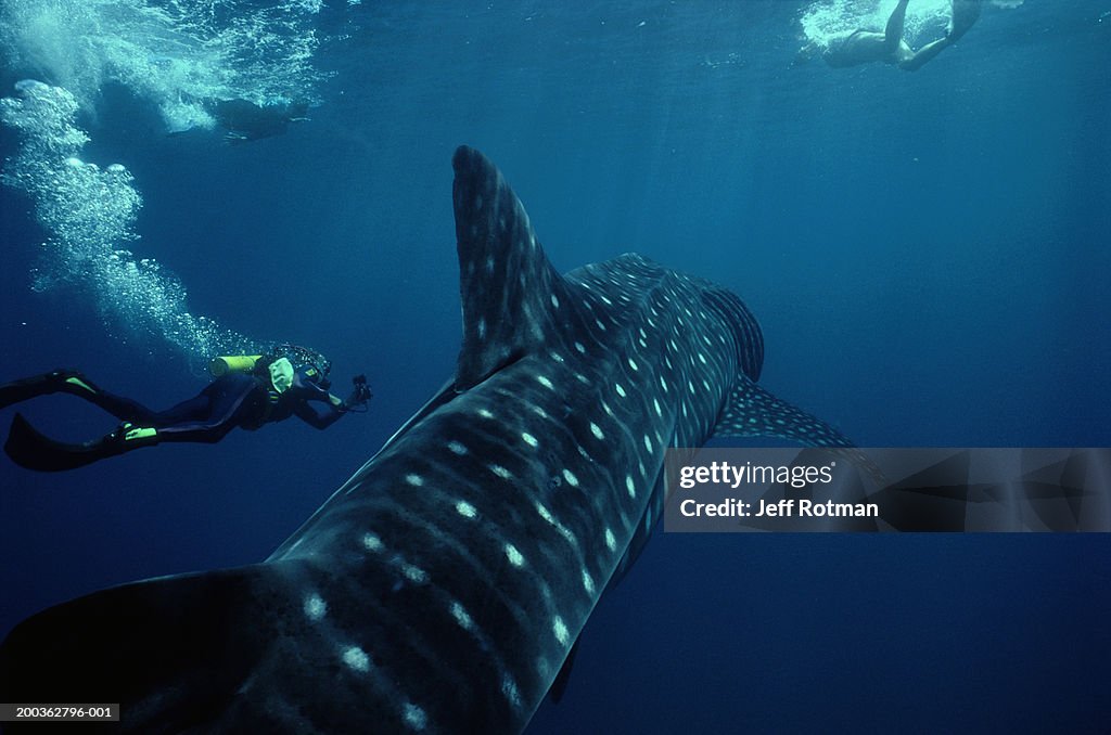 Scuba diver beside whale shark (Rhincodon typus)