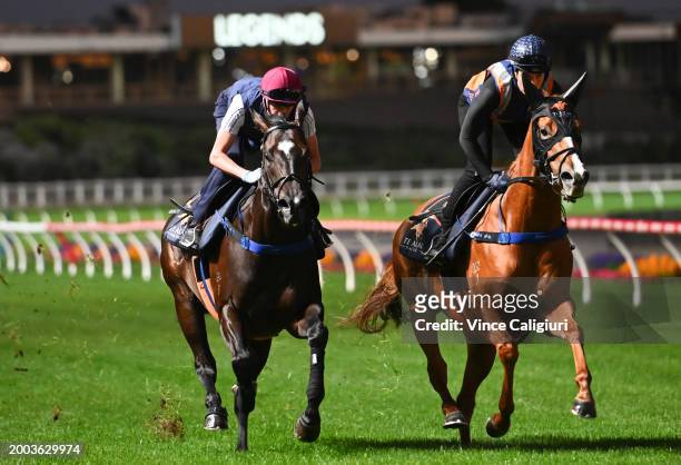 Black Caviar Lighting Stakes favourite Imperatriz ridden by Michael Dee is seen galloping with stablemate Sans Doute during track gallops at Moonee...