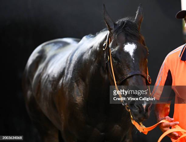 Black Caviar Lighting Stakes favourite Imperatriz is hosed down after track gallops at Moonee Valley Racecourse on February 12, 2024 in Melbourne,...