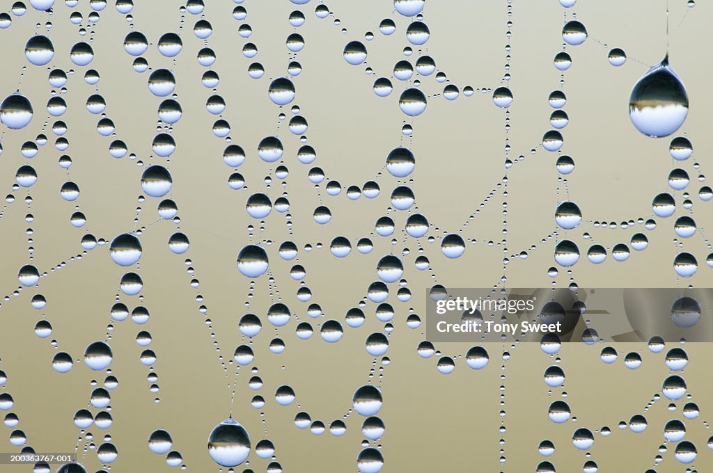 Dew on spider web, close-up, morning