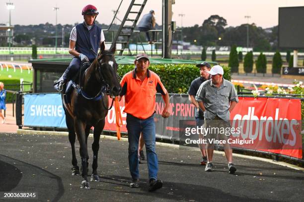 Trainer Mark Walker looks on over Black Caviar Lighting Stakes favourite Imperatriz ridden by Michael Dee after gallops at Moonee Valley Racecourse...