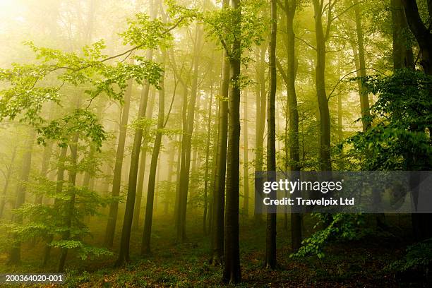 english oak (quercus robur) forest in mist, autumn - english oak bildbanksfoton och bilder