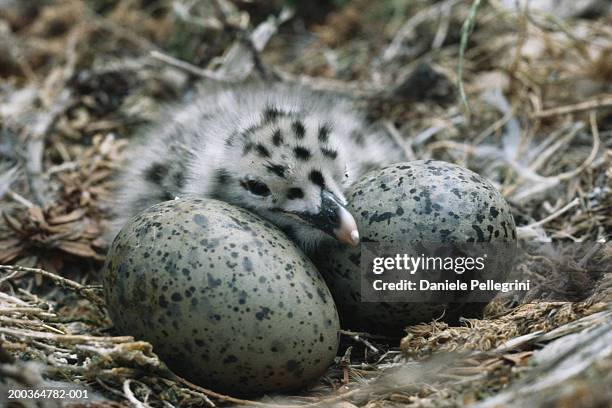 Seagull Eggs Photos And Premium High Res Pictures Getty Images seagull-eggs-photos-and-premium-high-res-pictures-getty-images