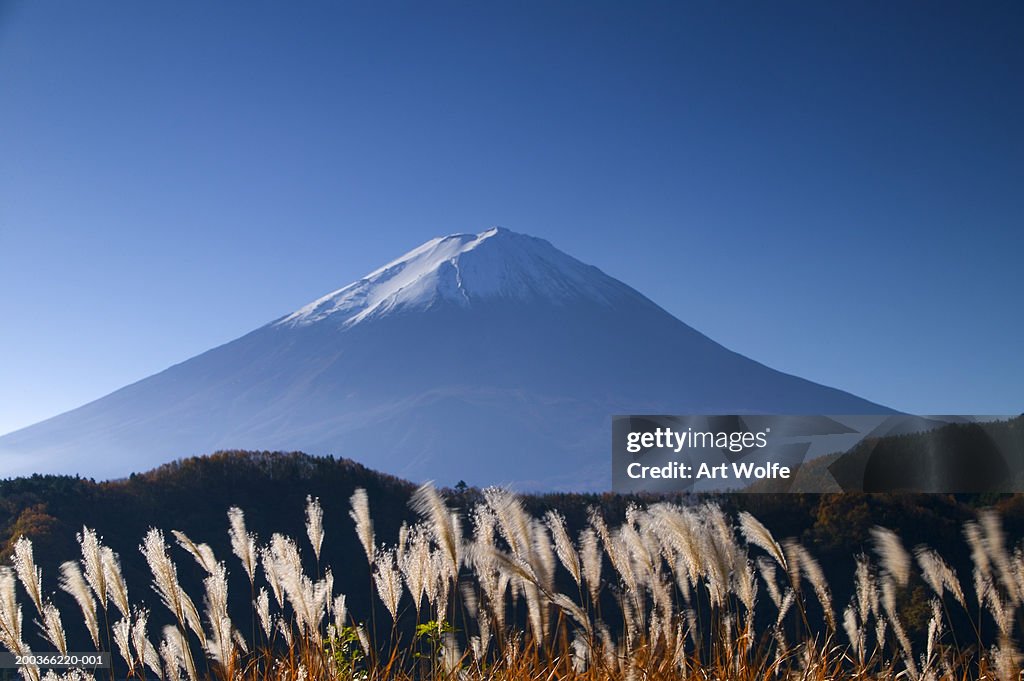 Wild grasses and Mount Fuji, Fuji-Hakone-Izu National Park, Honshu, Japan