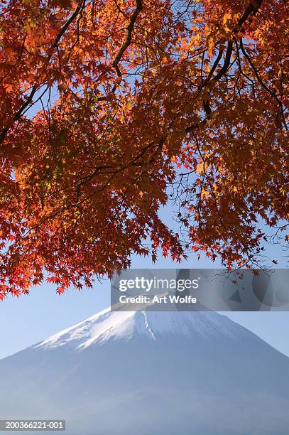 japanese maples and mount fuji, fuji-hakone-izu national park, honshu, japan - fuji hakone izu national park stock-fotos und bilder