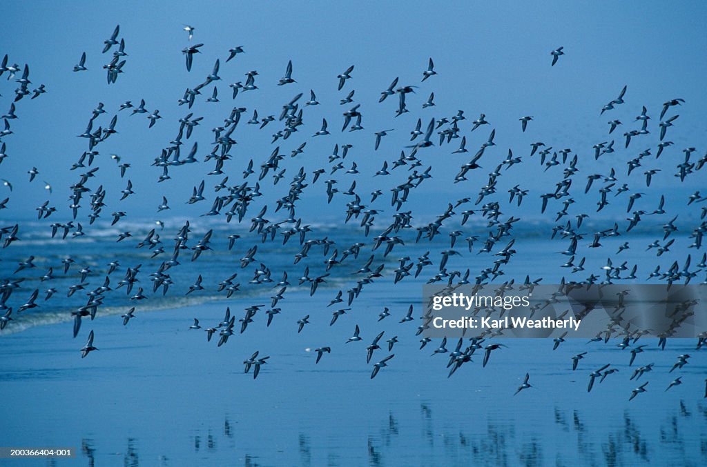 Birds flying over shoreline of beach at evening