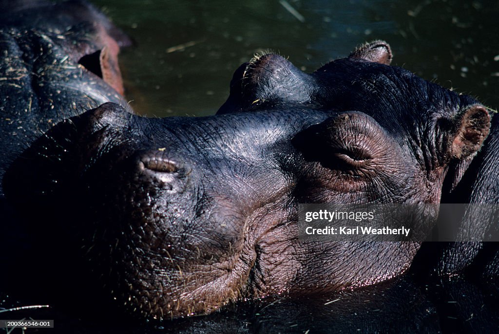 Hippo in water, (Close up of head)