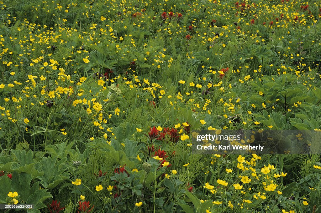 View of wildflowers in field, LeConte Bay, South East Alaska, USA