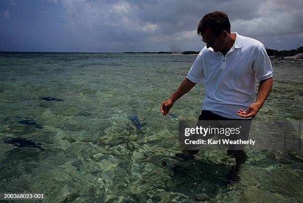 man standing in water feeding fish, aruba, mexico - antilles stock pictures, royalty-free photos & images