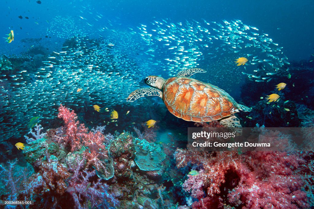 Green turtle (Chelonia mydas) over coral (Digital Composite)