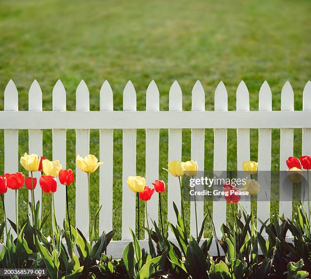 tulips growing by white picket fence, spring (digital enjancement) - tuinhek stockfoto's en -beelden