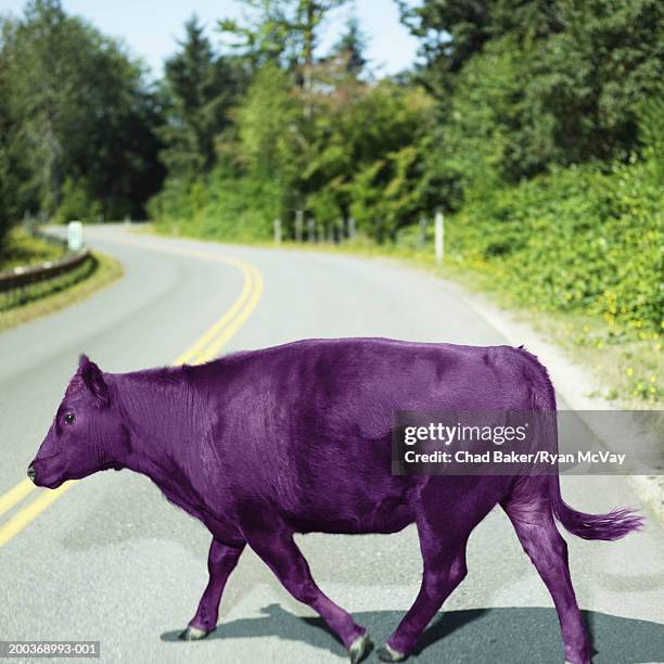 Purple Cow Crossing Roadway High-Res Stock Photo - Getty Images