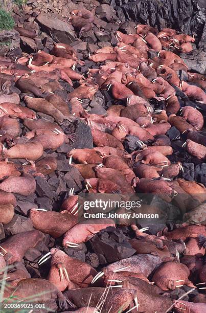 pacific walrus (odobenus rosmarus divergens) rookery, elevated view - pacific walrus stock pictures, royalty-free photos & images