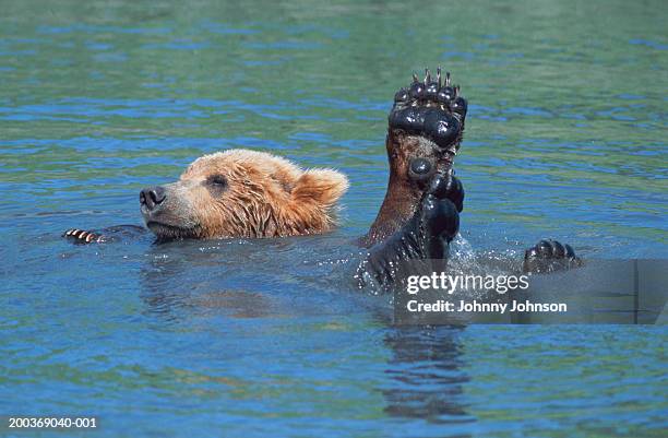 usa, alaska, brown bear (ursus arctos) floating on back in river - funny bear fotografías e imágenes de stock