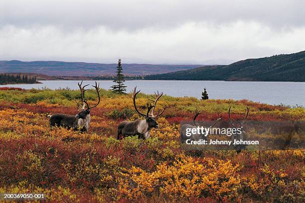 four caribou bulls (rangifer tarandus) in foliage beside lake, autumn - toundra photos et images de collection